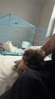 HUGO, a male Pekingese for sale in Hallandale, FL – 2 of 7