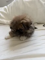 HUGO, a male Pekingese for sale in Hallandale, FL – 4 of 7