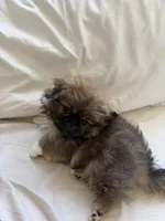 HUGO, a male Pekingese for sale in Hallandale, FL – 1 of 7