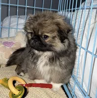 HUGO, a male Pekingese for sale in Hallandale, FL – 6 of 7