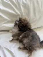 HUGO, a male Pekingese for sale in Hallandale, FL – 3 of 7