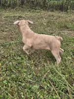Red Merle Male, a male Boston Terrier and French Bulldog for sale in Butler, KY – 3 of 3