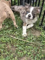 Fluffy Merle Male, a male Boston Terrier and French Bulldog for sale in Butler, KY – 3 of 3