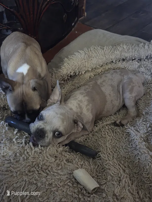 Lilac Merle Male – Boston Terrier, French Bulldog puppy for sale in Butler, KY