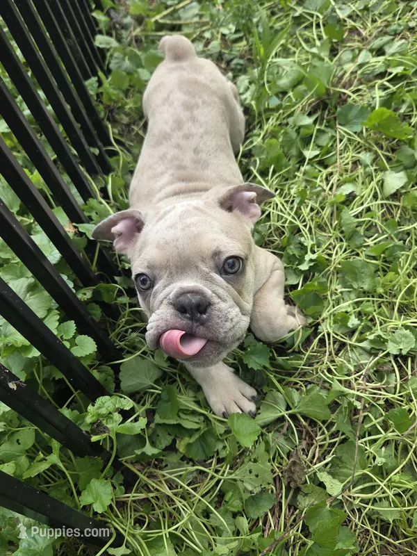Lilac Merle Male – Boston Terrier, French Bulldog puppy for sale in Butler, KY