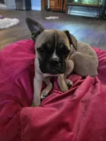 Fawn Female, a female Boston Terrier and French Bulldog for sale in Butler, KY – 3 of 3