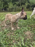 Fawn Female, a female Boston Terrier and French Bulldog for sale in Butler, KY – 2 of 3