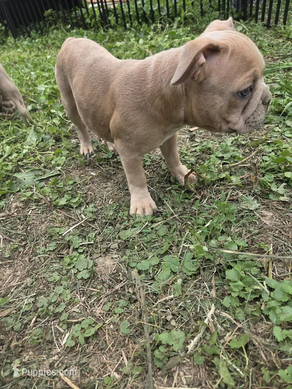Red Merle Male – Boston Terrier, French Bulldog puppy for sale in Butler, KY