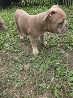 Red Merle Male, a male Boston Terrier and French Bulldog for sale in Butler, KY – 1 of 3