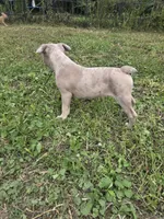 Lilac Merle Male, a male Boston Terrier and French Bulldog for sale in Butler, KY – 3 of 3