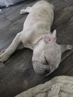 Lilac Merle Male, a male Boston Terrier and French Bulldog for sale in Butler, KY – 2 of 3