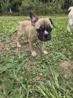 Fawn Female, a female Boston Terrier and French Bulldog for sale in Butler, KY – 3 of 3