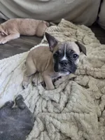 Fawn Female, a female Boston Terrier and French Bulldog for sale in Butler, KY – 1 of 3