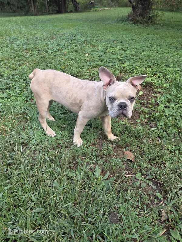 Lilac Merle Male – Boston Terrier, French Bulldog puppy for sale in Butler, KY