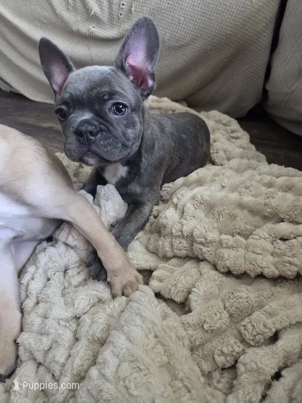 Blue Brindle Female  – Boston Terrier, French Bulldog puppy for sale in Butler, KY