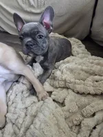 Blue Brindle Female , a female Boston Terrier and French Bulldog for sale in Butler, KY – 1 of 3