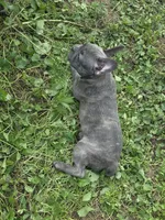 Blue Brindle Female , a female Boston Terrier and French Bulldog for sale in Butler, KY – 3 of 3