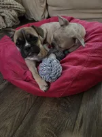 Fawn Female, a female Boston Terrier and French Bulldog for sale in Butler, KY – 2 of 3
