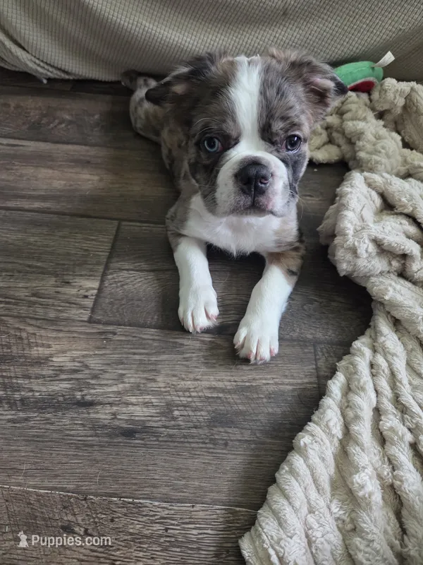 Fluffy Merle Male – Boston Terrier, French Bulldog puppy for sale in Butler, KY