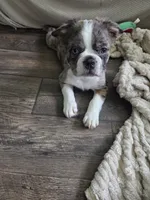 Fluffy Merle Male, a male Boston Terrier and French Bulldog for sale in Butler, KY – 1 of 3