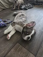 Fluffy Merle Male, a male Boston Terrier and French Bulldog for sale in Butler, KY – 2 of 3