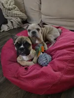 Lilac Merle Male, a male Boston Terrier and French Bulldog for sale in Butler, KY – 2 of 3