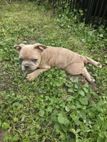 Red Merle Male, a male Boston Terrier and French Bulldog for sale in Butler, KY – 2 of 3