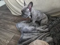 Blue Brindle Female , a female Boston Terrier and French Bulldog for sale in Butler, KY – 2 of 3