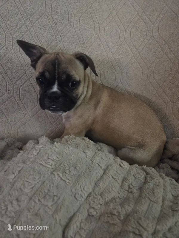 Fawn Female – Boston Terrier, French Bulldog puppy for sale in Butler, KY