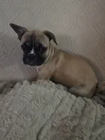 Fawn Female, a female Boston Terrier and French Bulldog for sale in Butler, KY – 1 of 3