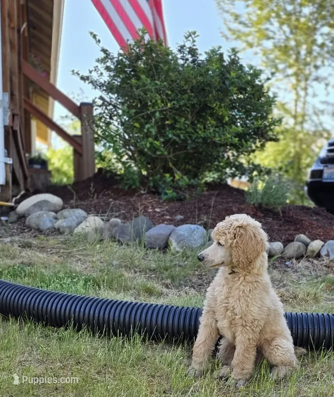 Brown Collar – Poodle - Standard  puppy for sale in Orting, WA