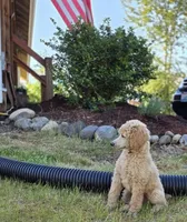 Brown Collar, a male Poodle - Standard  for sale in Orting, WA – 1 of 3