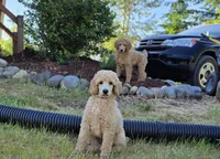 Brown Collar, a male Poodle - Standard  for sale in Orting, WA – 2 of 3