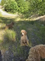 Brown Collar, a male Poodle - Standard  for sale in Orting, WA – 3 of 3