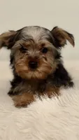 Scooby, a male Yorkshire Terrier for sale in San Diego, CA – Photo 5 of 5