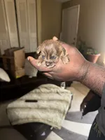 Pup, a female Chihuahua and Yorkshire Terrier for sale in Stone Mountain, GA – Photo 7 of 7