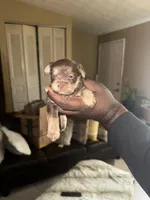 Pup, a female Chihuahua and Yorkshire Terrier for sale in Stone Mountain, GA – Photo 3 of 7