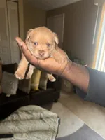 Pup, a female Chihuahua and Yorkshire Terrier for sale in Stone Mountain, GA – Photo 4 of 7