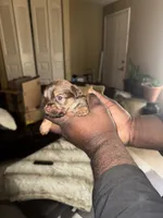 Pup, a female Chihuahua and Yorkshire Terrier for sale in Stone Mountain, GA – Photo 1 of 7