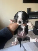 Pup, a female Chihuahua and Yorkshire Terrier for sale in Stone Mountain, GA – Photo 2 of 7