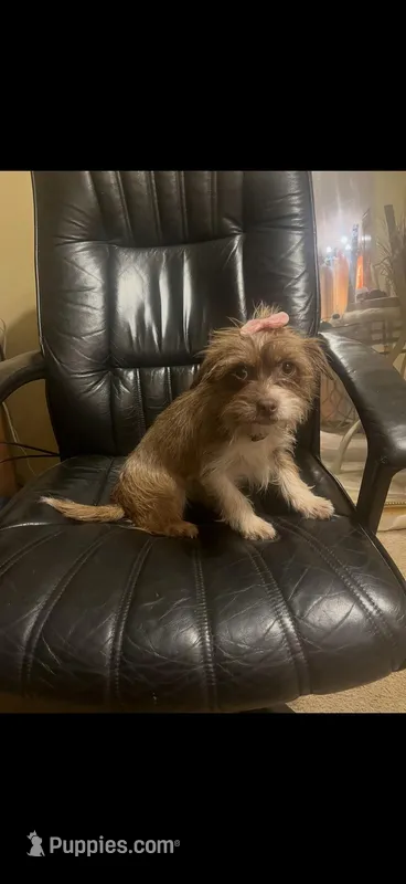 Slinter, a female Chihuahua and Yorkshire Terrier for sale in Stone Mountain, GA – Photo 1 of 3