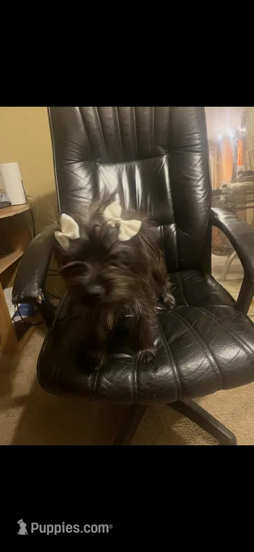 Kola, a female Chihuahua and Yorkshire Terrier for sale in Stone Mountain, GA – Photo 1 of 3