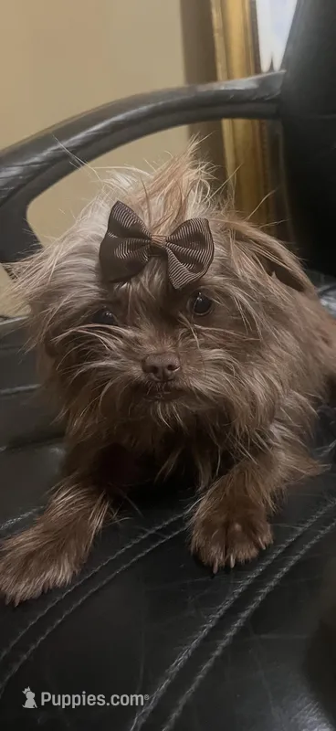 Brownee , a female Chihuahua and Yorkshire Terrier for sale in Stone Mountain, GA – Photo 1 of 2