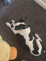 Skipp, a male Boston Terrier for sale in Atlanta, GA – Photo 2 of 4