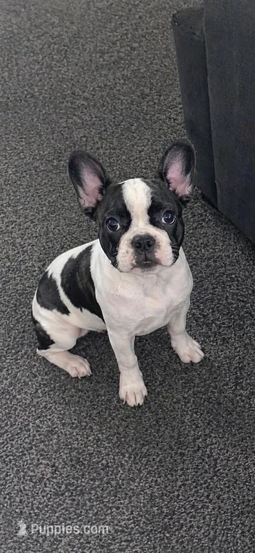 Skipp – Boston Terrier puppy for sale in Atlanta, GA
