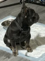 Chloe, a female French Bulldog for sale in Durham, NC – 4 of 4