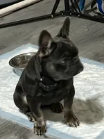 Chloe, a female French Bulldog for sale in Durham, NC – 2 of 4