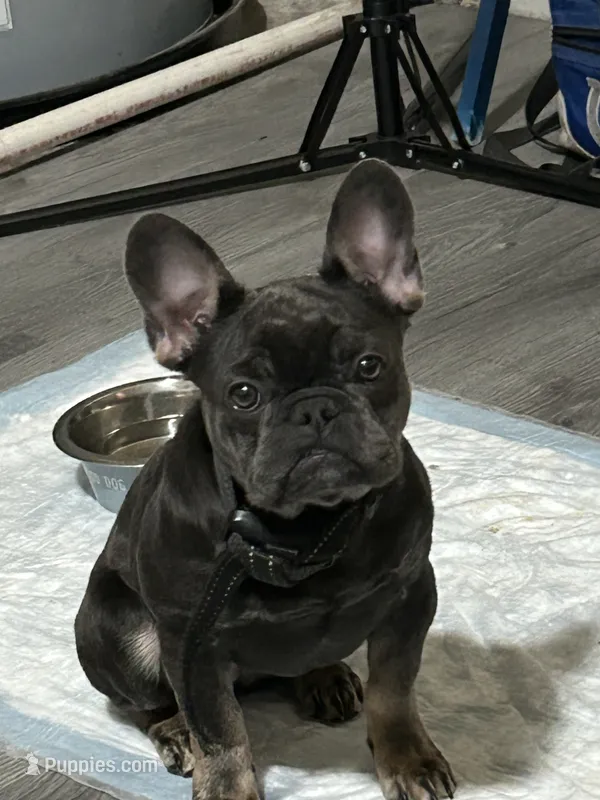 Chloe – French Bulldog puppy for sale in Durham, NC
