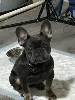 Chloe, a female French Bulldog for sale in Durham, NC – 1 of 4