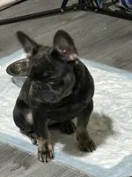 Chloe, a female French Bulldog for sale in Durham, NC – 3 of 4